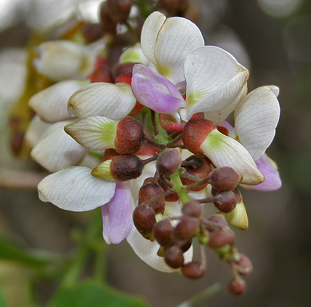 Flowers and young seed pods of the pongamia pinnata.
