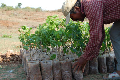 Pongamia pinnata seedlings